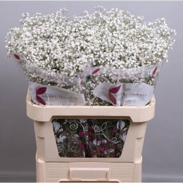 Gypsophila Mirabella (Гипсофила Мирабелла) В80