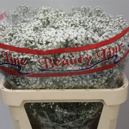 Gypsophila white victoria(Гипсофила вайт виктория)В70
