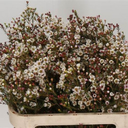 Chamelaucium itai (Хамелациум Итай) В80