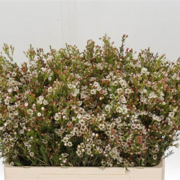 Chamelaucium Blondie (Хамелациум Блонди) В70
