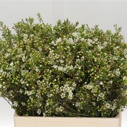 Chamelaucium ivory pearl (Хамелациум Айвори Перл) В60