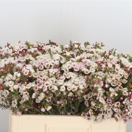 Chamelaucium moonlight delight (Хамелациум Мунлайт Делайт) В60