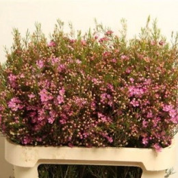Chamelaucium purple pride (Хамелациум перпл прайд) В70