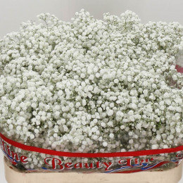 Gypsophila Xlence (Гипсофила Экселенс) В70