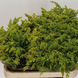 Solidago romantic glory (Солидаго Романтик Глори) В80