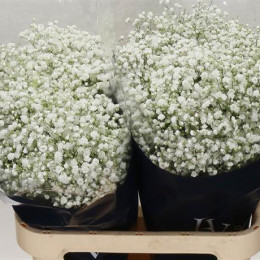 Gypsophilia 60 gr (Гипсофила 60 гр)