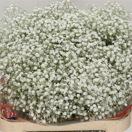Gypsophila (Гипсофила) В80 Shemy