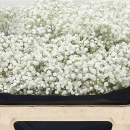 Gypsophila Pa Perfecta (Гипсофила Перфекта) В75