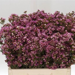 Chamelaucium adi (Хамелациум ади) В70