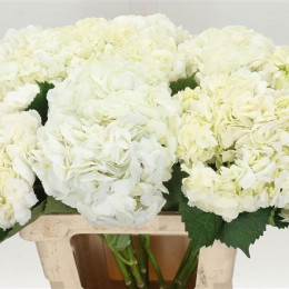 Hydrangea White (Гортензия Вайт) В55