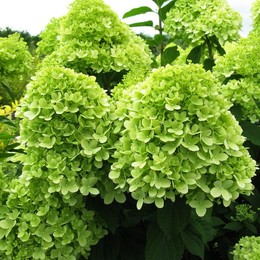Hydrangea limelight (Гортензия лаймлайт) В40