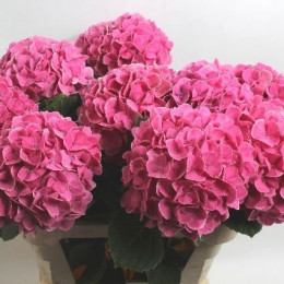 Hydrangea candy edge (Гортензия кенди эдж) В40