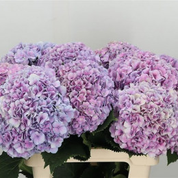 Hydrangea vendetta (Гортензия Вендетта) В50
