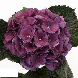 Hydrangea esmee classic (Гортензия Эсми Классик) В60