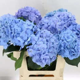 Hydrangea challenge blue (Гортензия Челендж Блу) В60