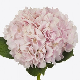 Hydrangea M Dream (Гортензия М Дрим) В60
