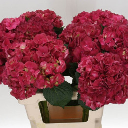Hydrangea Mag Trophy (Гортензия Маг Торфи) В60