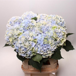 Hydrangea M Hov Homigo Blue (Гортензия Хов Хомиго Блю) В60