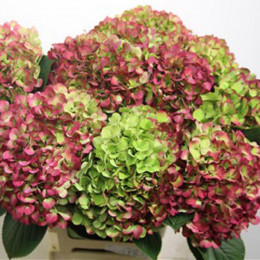 Hydrangea M Hov Hopal Rz (Гортензия Хов Хопал Рз) В60