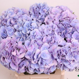 Hydrangea Marsepein milka (Гортензия марципан милка) В80