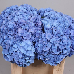 Hydrangea mag diamond blue (Гортензия маг Даймонд блу) В50