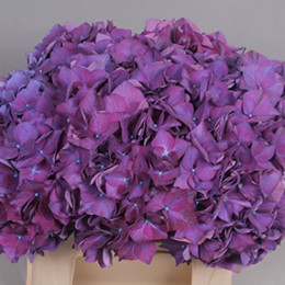 Hydrangea M Gl Al Paars (Гортензия Гл Ал Паарс) В75