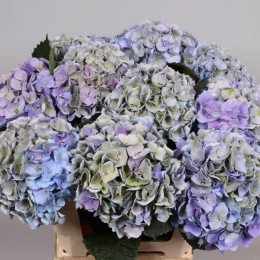 Hydrangea mag opal milka(Гортензия маг опал милка) В50