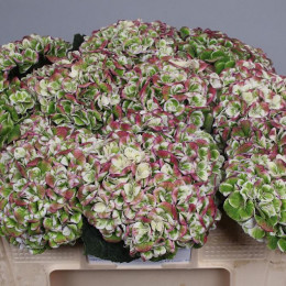 Hydrangea mag revolution classic( Гортензия маг революшен классик) В60