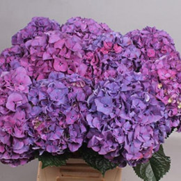 Hydrangea sibilla purple (Гортензия сибилла перпл) В60