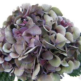 Hydrangea sibilla classic (гортензия Сибилла Классик)В70