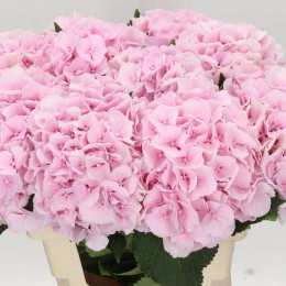 Hydrangea Verena (Гортензия Верена) В80