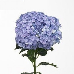 Hydrangea you and me together classic(Гортензия ю энд ми тугевер классик)В50