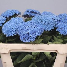 Hydrangea Mag Revolution Blue(Гортензия Маг Революшн Блу)В80