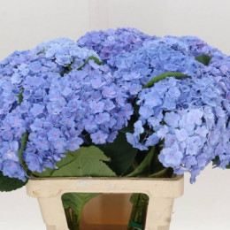 Hydrangea Beau Luxor Blue (Гортензия Люксор Блу) В80