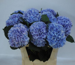 Hydrangea M Balthazar Blue (Гортензия Бальтазар Блу) В80