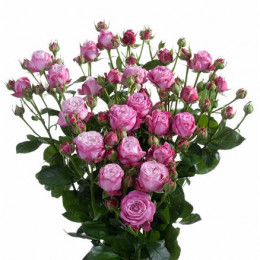 Rosa Tr Lady Bombastic (Роза Тр Леди Бомбастик) В40