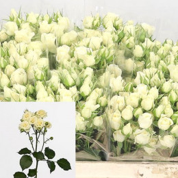 Rosa Spray Vanilla Buket (Роза Спрей Ванила Букет) B40