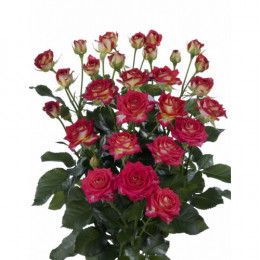 Rosa Tr Rubyella (Роза Тр Рубэлла) B40