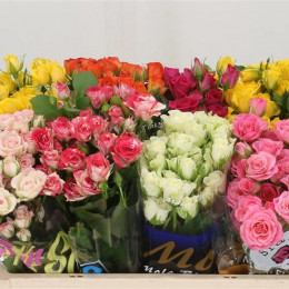 Rosa Spray Mixed In Fust (Роза Спрей Миксд ин Фуст) В60