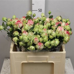 Rosa Tr Biedermeier (Роза куст Бьедермейер) В35
