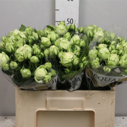 Rosa Spray Wedding Piano Freiland (Роза Спрей Веддинг Пиано Фриленд) В40