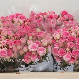 Rosa Tr Mimi Eden (Роза Тр Мими Эден) В50