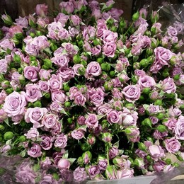 Rosa Spray Purple Symphony (Роза спрей Перпл Симфони)В40