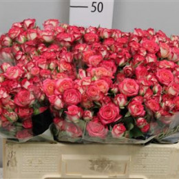 Rosa Tr Safina (Роза Тр Сафина) В60