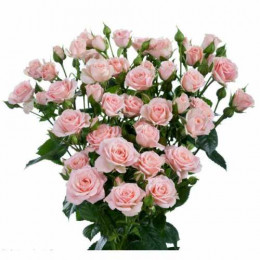 Rosa Tr Russia (Роза Тр Россия) В40