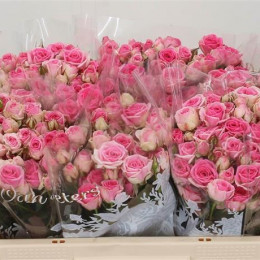 Rosa Tr Mimi Eden (Роза Тр Мими Эден) В60