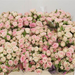 Rosa Tr Creamy Twister (Роза Тр Креми Твистер) В50
