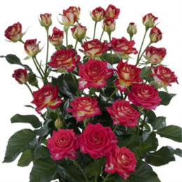 Rosa Tr Rubyella (Роза Тр Рубэлла) В60