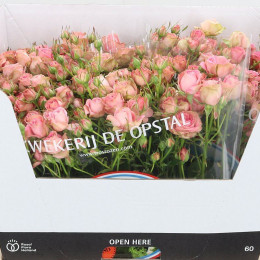 Rosa Tr Pepita (Роза Тр Пепита) В40
