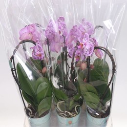 Фаленопсис Флоу Кэсси 1 голос ( Phalaenopsis Flow Cassie 1 stem ) W 12 см H 45 см